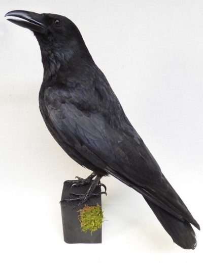 Carrion Crow Adrian Johnstone Taxidermist