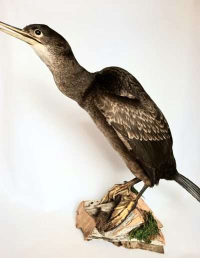 Shag Adrian Johnstone Taxidermist
