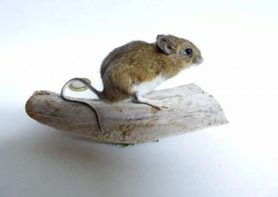 Long Tailed Field Mouse Adrian Johnstone Taxidermist