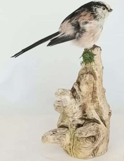 Long Tailed Tit Adrian Johnstone Taxidermist
