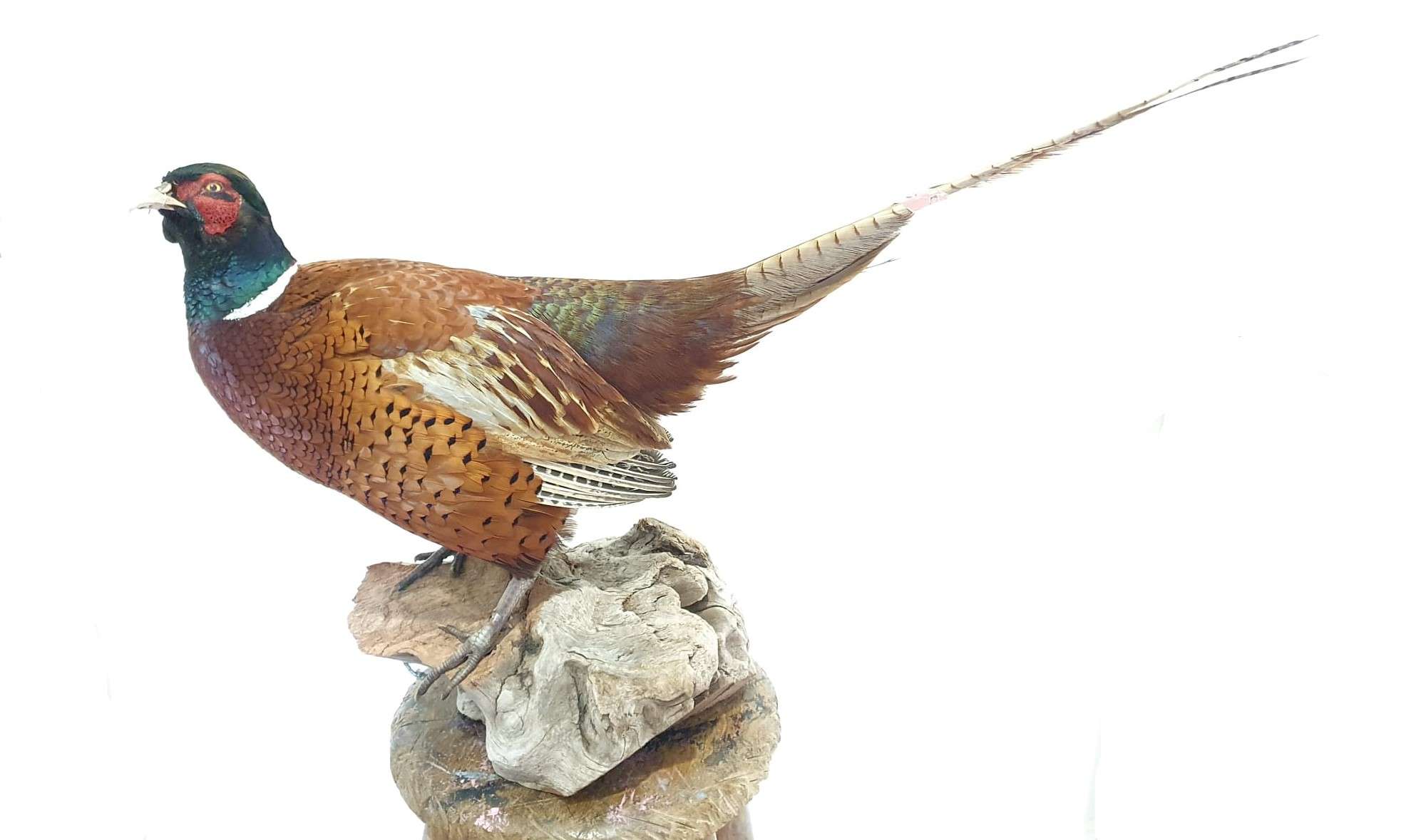Ring Necked Pheasant Adrian Johnstone Taxidermist Ring Necked Pheasant Adrian Johnstone Taxidermist