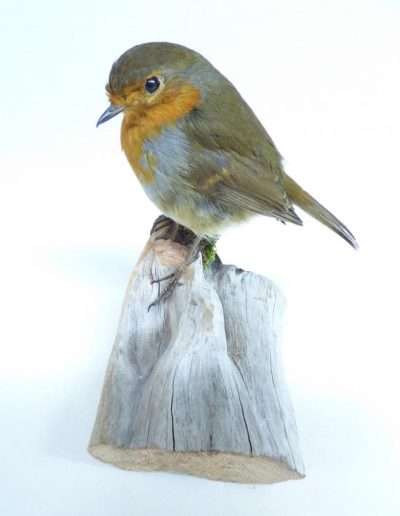 Robin Adrian Johnstone Taxidermist