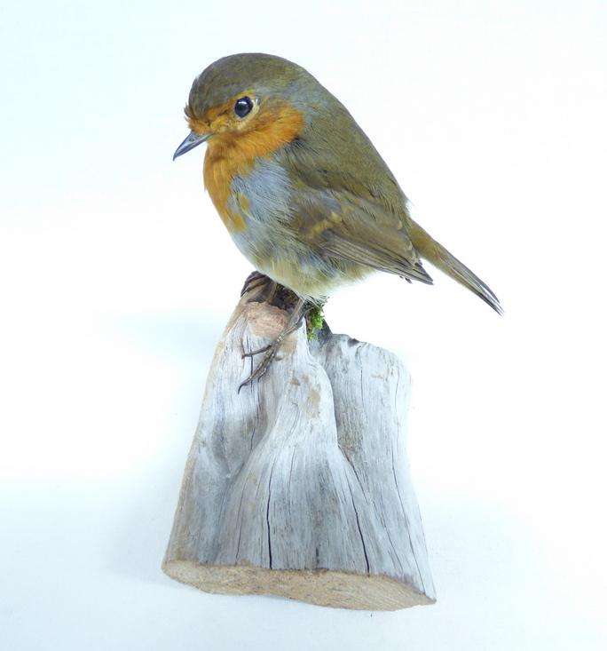 Robin Adrian Johnstone Taxidermist