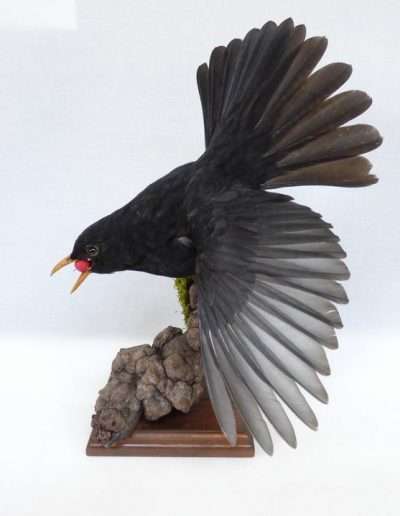 Taxidermy Blackbird Adrian Johnstone
