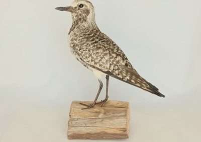 Grey Plover Adrian Johnstone Taxidermist