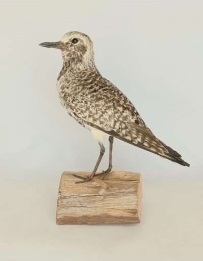 Grey Plover Adrian Johnstone Taxidermist