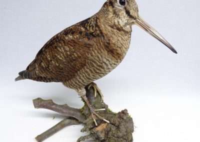 Woodcock Adrian Johnstone Taxidermist
