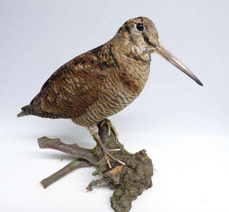 Woodcock Adrian Johnstone Taxidermist