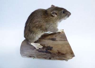 brown rat juv Adrian Johnstone Taxidermist