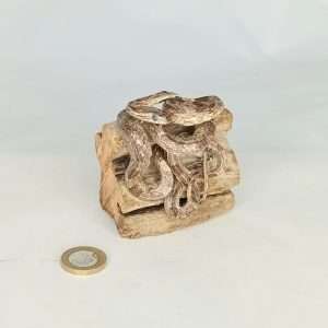 SOLD - Taxidermy Small Corn Snake. Log no 075.