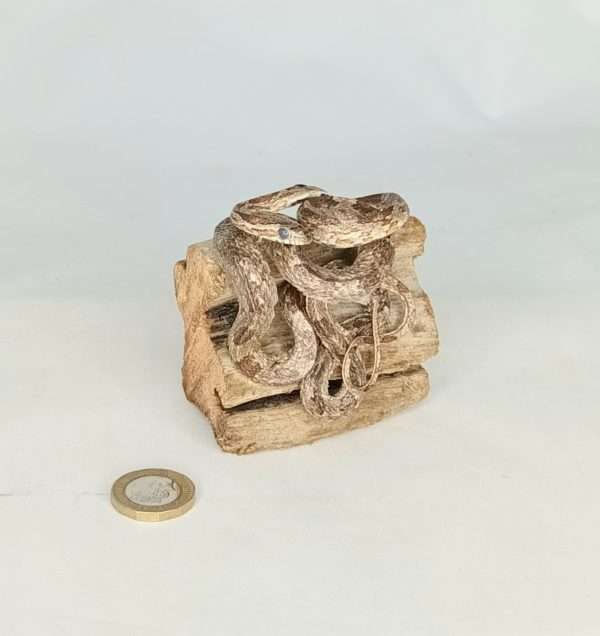SOLD - Taxidermy Small Corn Snake. Log no 075.