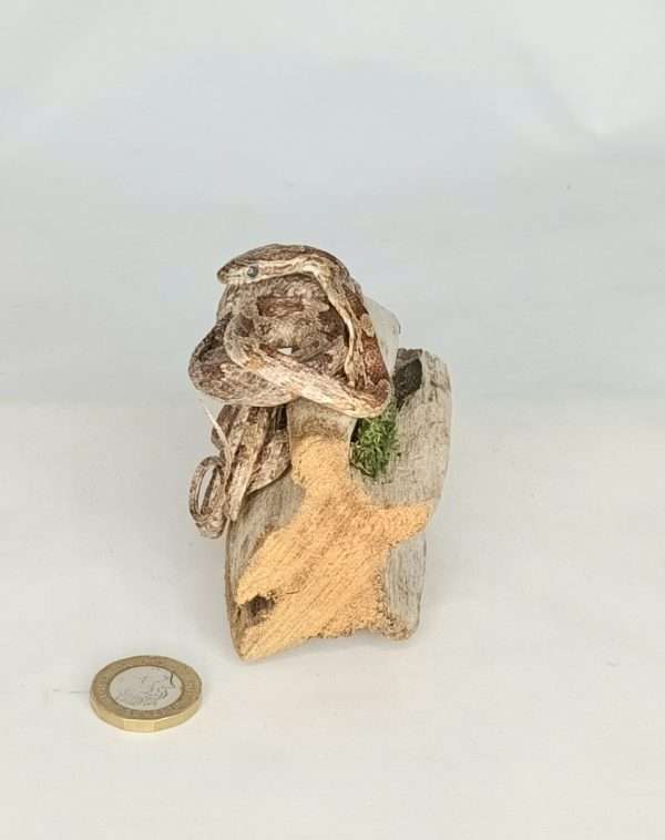SOLD - Taxidermy Small Corn Snake. Log no 075. - Image 3