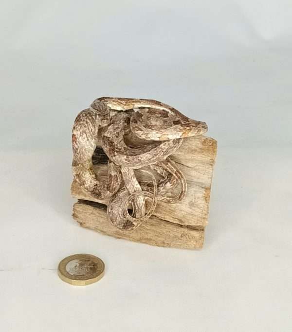 SOLD - Taxidermy Small Corn Snake. Log no 075. - Image 2