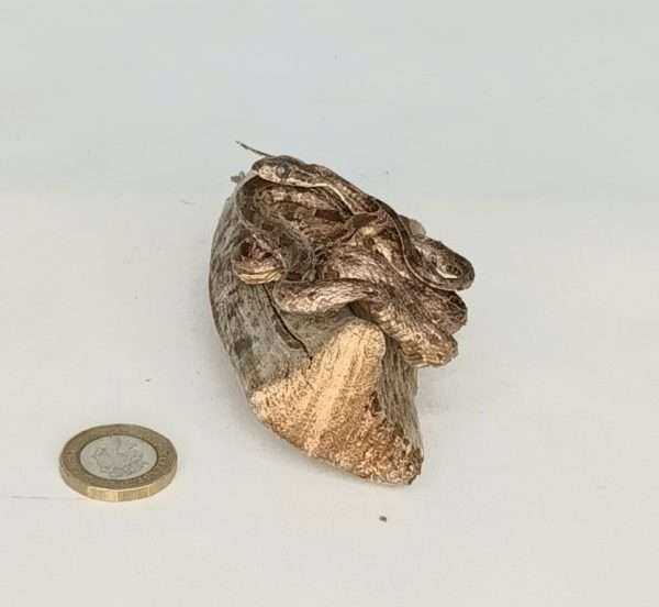Taxidermy Small Corn Snake. Log no 076. - Image 5