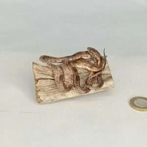 Taxidermy Small Corn Snake. Log no 076.