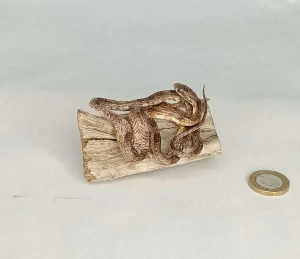 Taxidermy Small Corn Snake. Log no 076.