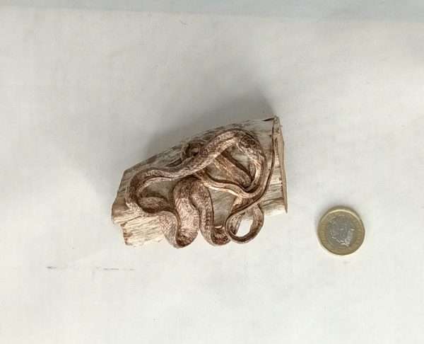 Taxidermy Small Corn Snake. Log no 076. - Image 2