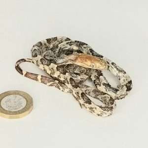 Taxidermy Small Corn Snake. Log no 077.