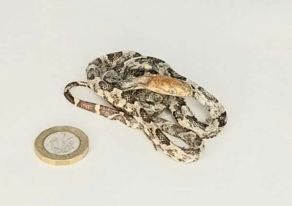 Taxidermy Small Corn Snake. Log no 077.