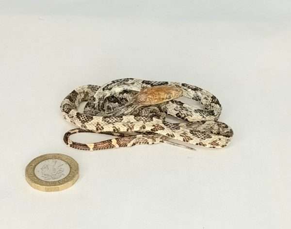 Taxidermy Small Corn Snake. Log no 077. - Image 5