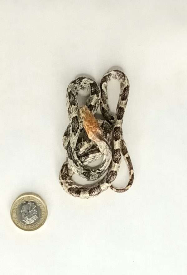 Taxidermy Small Corn Snake. Log no 077. - Image 3