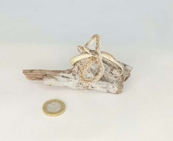 Taxidermy Small Corn Snake. Log no 083. - Image 4