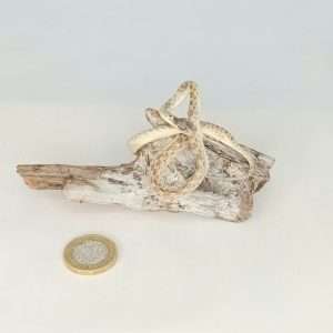 Taxidermy Small Corn Snake. Log no 083.
