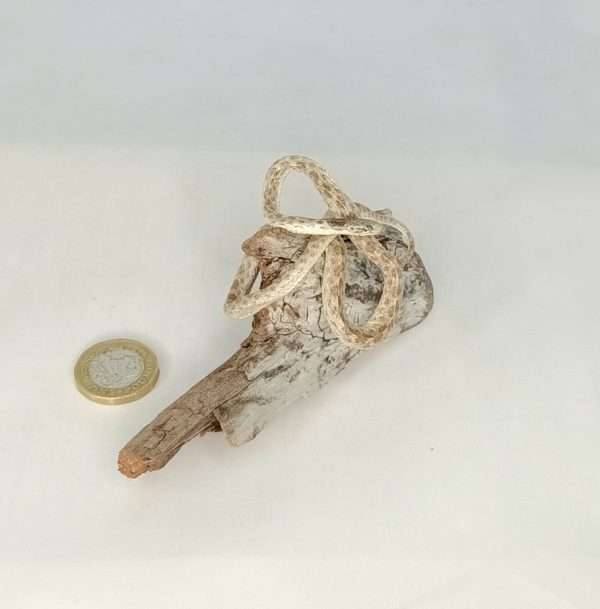 Taxidermy Small Corn Snake. Log no 083. - Image 5