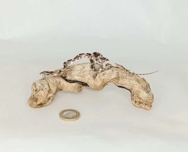 Taxidermy Small Corn Snake. Log no 098.