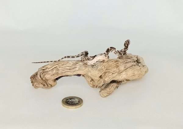 Taxidermy Small Corn Snake. Log no 098. - Image 4