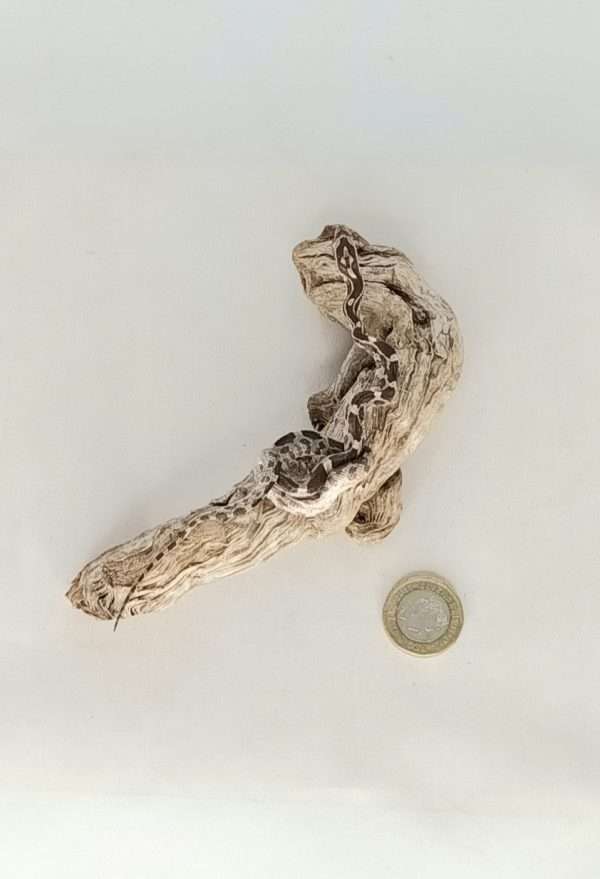 Taxidermy Small Corn Snake. Log no 098. - Image 3