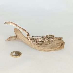Taxidermy Small Corn Snake. Log no 123.