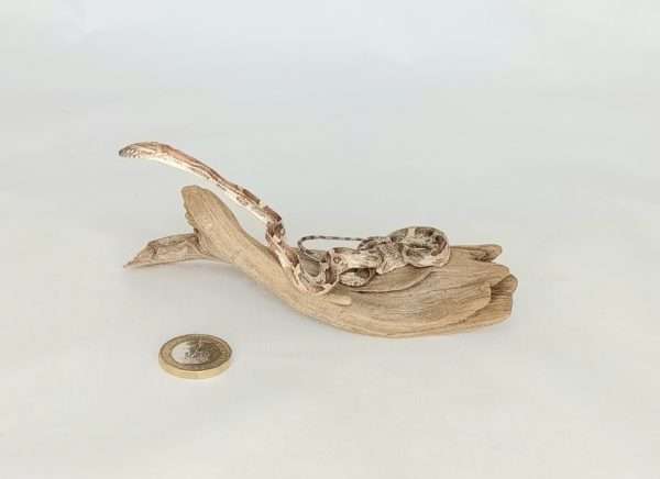 Taxidermy Small Corn Snake. Log no 123.