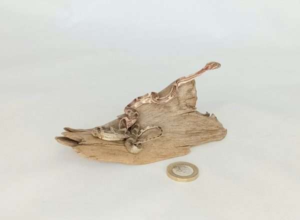Taxidermy Small Corn Snake. Log no 123. - Image 3