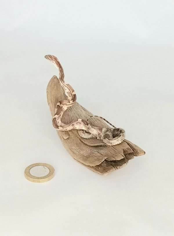 Taxidermy Small Corn Snake. Log no 123. - Image 2