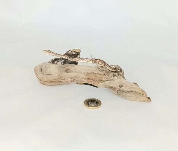 Taxidermy Small Corn Snake. Log no 129.