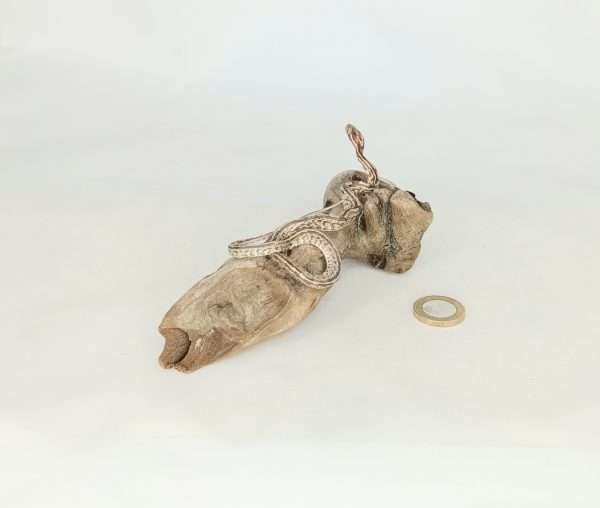 Taxidermy Small Corn Snake. Log no 129. - Image 4