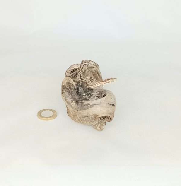 Taxidermy Small Corn Snake. Log no 129. - Image 3
