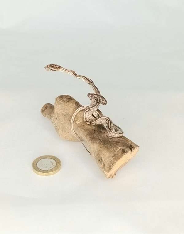 Taxidermy Small Corn Snake. Log no 131. - Image 5