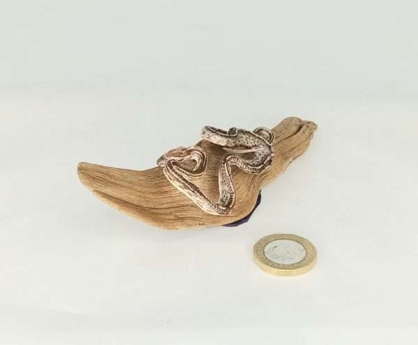 Taxidermy Small Corn Snake. Log no 134. - Image 5