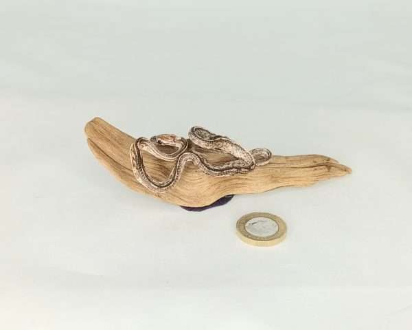 Taxidermy Small Corn Snake. Log no 134. - Image 4