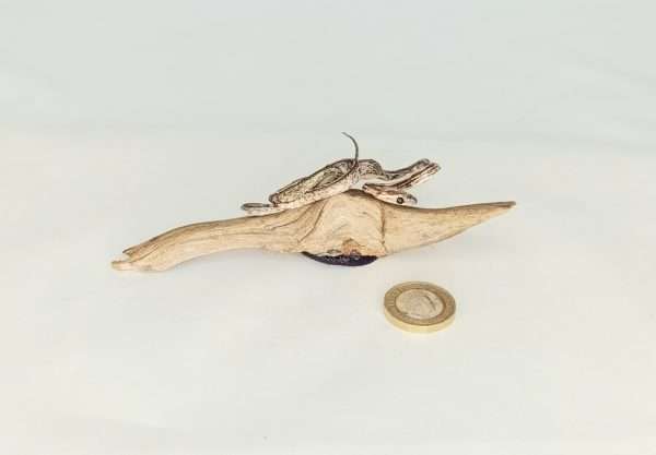 Taxidermy Small Corn Snake. Log no 134.