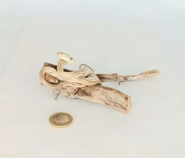 Taxidermy Four Lined Snake. Log no 090.