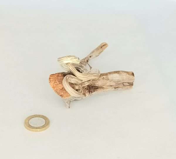 Taxidermy Four Lined Snake. Log no 090. - Image 3