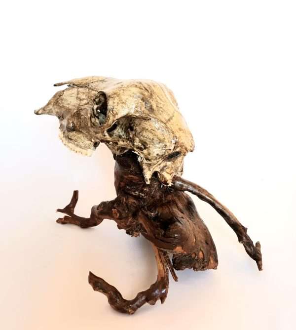 Taxidermy Mystical Creature. Log No 037. - Image 3