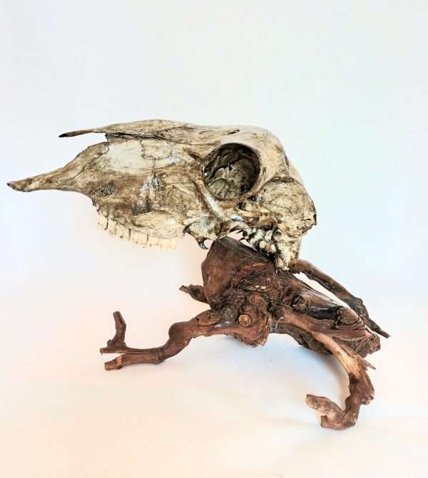 Taxidermy Mystical Creature. Log No 037.