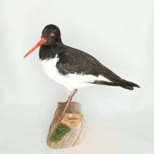 Taxidermy Oystercatcher. Log no 9885.