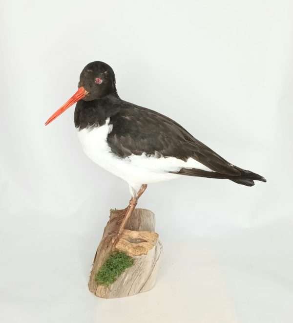 Taxidermy Oystercatcher. Log no 9885.