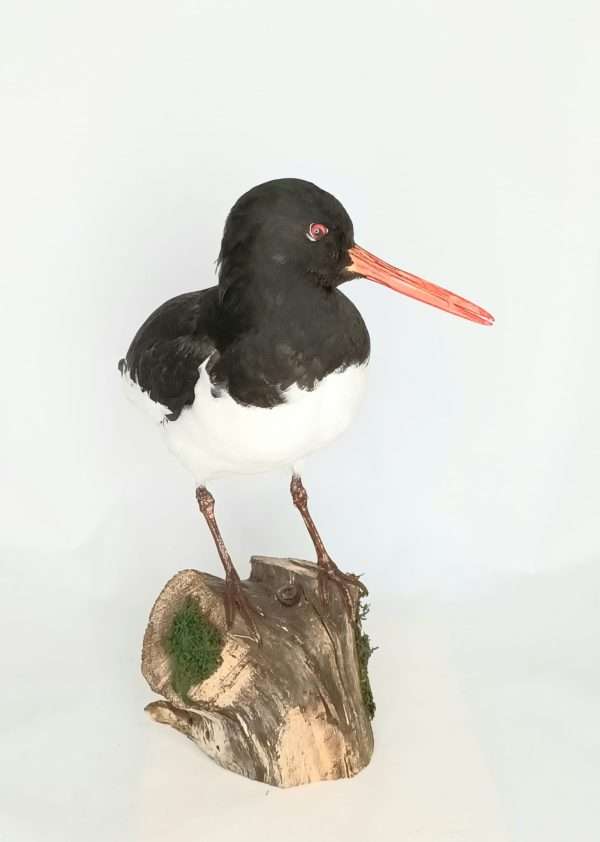 Taxidermy Oystercatcher. Log no 9885. - Image 3