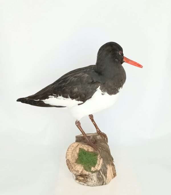 Taxidermy Oystercatcher. Log no 9885. - Image 4
